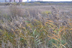 Phragmites australis