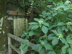 Hydrangea involucrata