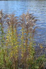 Solidago canadensis