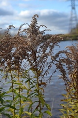 Solidago canadensis