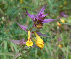 Melampyrum subalpinum