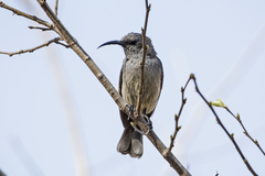 Cinnyris mariquensis