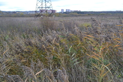 Phragmites australis