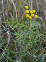 Tanacetum vulgare