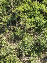 Baccharis pilularis pilularis