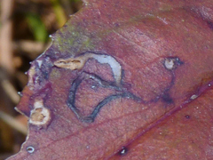 Phytomyza penstemonis