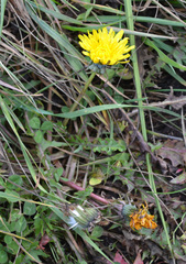 Taraxacum officinale