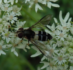 Leucozona laternaria