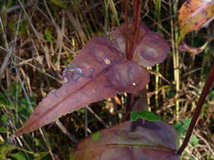 Phytomyza penstemonis