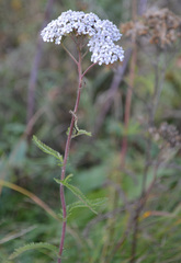 Achillea millefolium