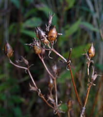 Phytomyza penstemonis