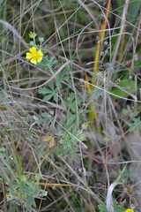 Potentilla argentea