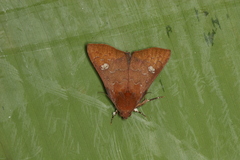 Anomis luridula