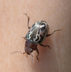 Zygogramma piceicollis