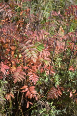 Sorbus aucuparia