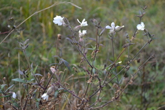 Silene latifolia