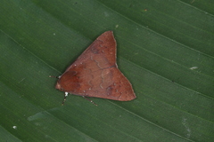Anomis luridula