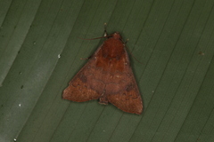 Anomis luridula