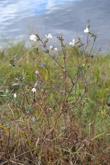 Silene latifolia