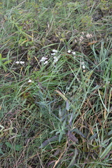 Silene vulgaris
