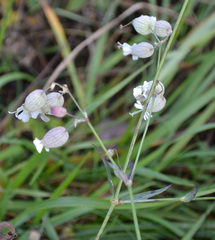 Silene vulgaris