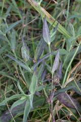 Silene vulgaris