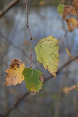 Betula pendula