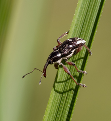 Aoplocnemis rufipes