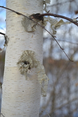 Betula pendula