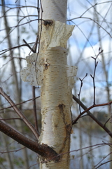 Betula pendula