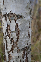 Betula pendula