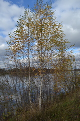 Betula pendula