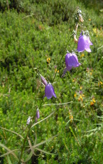 Campanula witasekiana