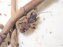 Eremocoris podagricus