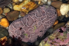 Lithophyllum incrustans