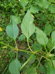 Iresine diffusa image