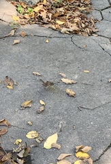 Passer domesticus