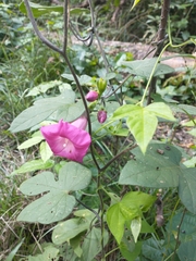 Ipomoea peteri
