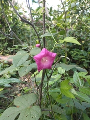 Ipomoea peteri