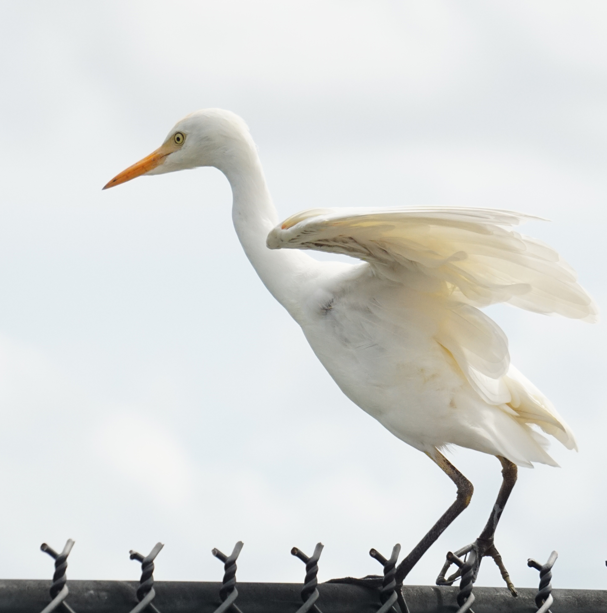Western Cattle-Egret (Ardea ibis)