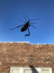 Acanthocephala declivis