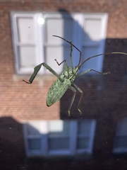 Acanthocephala declivis