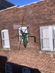 Acanthocephala declivis