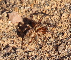 Mexigonus morosus
