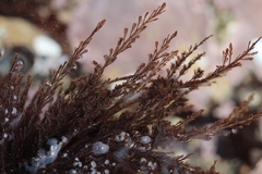 Pterosiphonia complanata