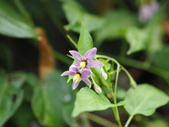 Solanum pittosporifolium