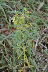 Euphorbia virgata