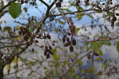 Alnus glutinosa