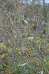 Artemisia vulgaris