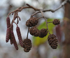 Alnus glutinosa